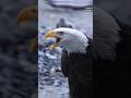 النسور ليست لطيفة كما تظن Animals Eagles حيوانات عجائب النسور غرائب برية 