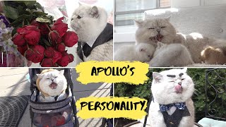 Different sides of Apollo's personality