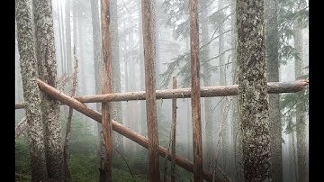 "Trident" Sasquatch Tree Structure Found on 9/21/2017. Bigfoot?