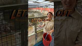 Crocodile Hunting at Singapore's Last Croc Farm