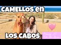 😍 El MEJOR TOUR de CAMELLOS 🐫 en LOS CABOS 🌊🌵