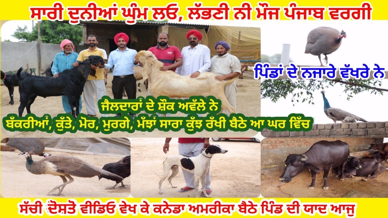 ਜੈਲਦਾਰਾਂ ਦੇ ਸ਼ੌਕ ਵੱਖਰੇ ਨੇ ਵੇਖੋ ਚੋਟੀ ਦੇ ਜਾਨਵਰ - goats, dog , peacock etc - 