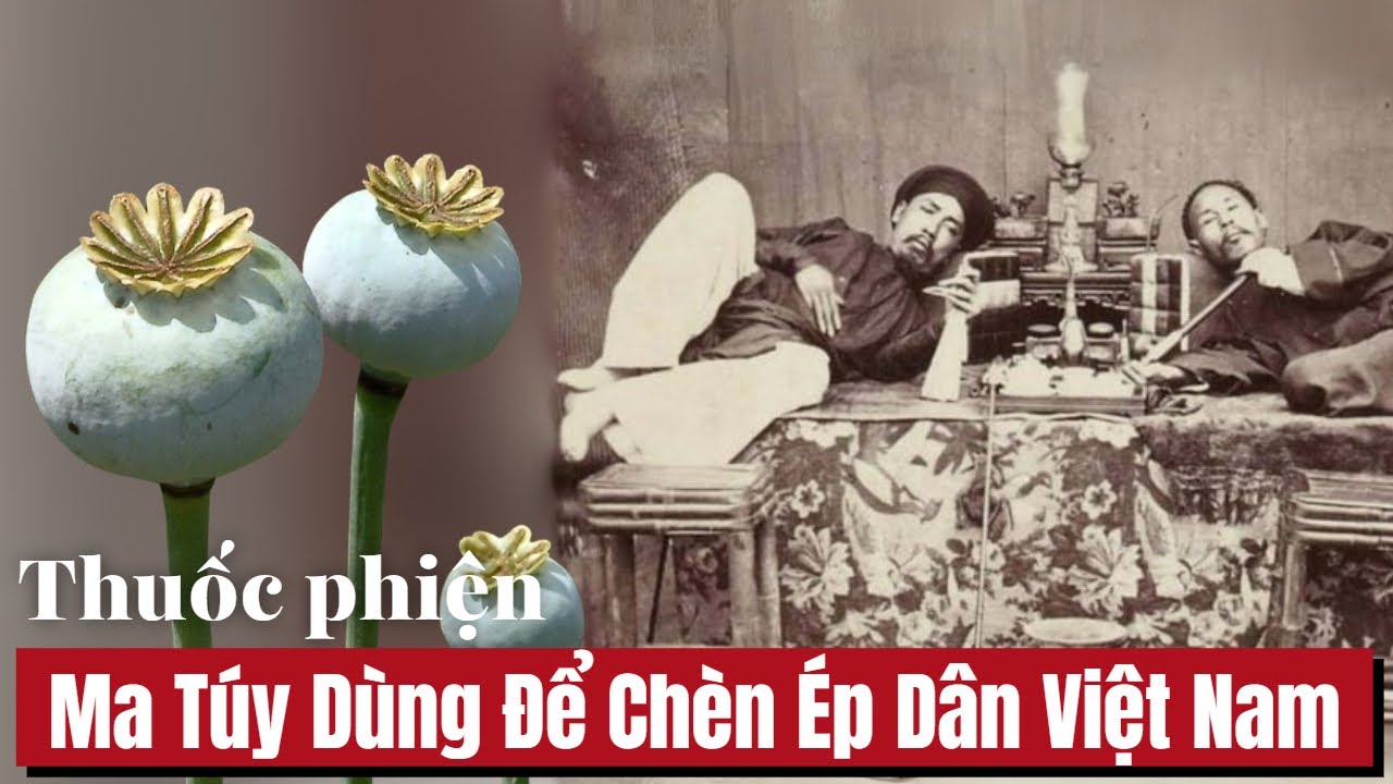 (18+) Thuốc Phiện & Ma Túy Dùng Để Chèn Ép Dân Việt Nam | Từ Dược Liệu Tiên Cho Đến Thảm Họa Lịch Sử