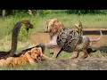 Miserable Hunt! Big Snake Attack Lion | Giant Python Attack Lion || Leopards vs Python Snake