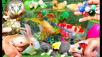 Bắt Các Con Vật Rất Dễ Thương, Bắt Mèo Dễ Thương, Chim Cú Mèo, Cua, Rùa, Cá Koi, Cá Vàng, Thỏ Vlog