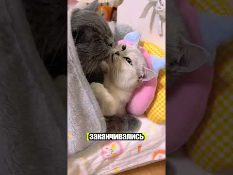 Супер милые котята-парочка 💕🐱