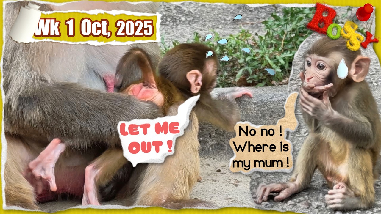 The newest baby is quite a handful 🤣