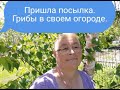 ПРИШЛА ПОСЫЛКА/// ГРИБЫ В СВОЕМ ОГОРОДЕ///