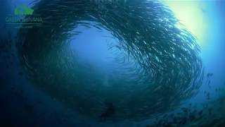 Download Lagu The best diving moments from Derawan Archipelago MP3 Download Lagu The best diving moments from Derawan Archipelago MP3