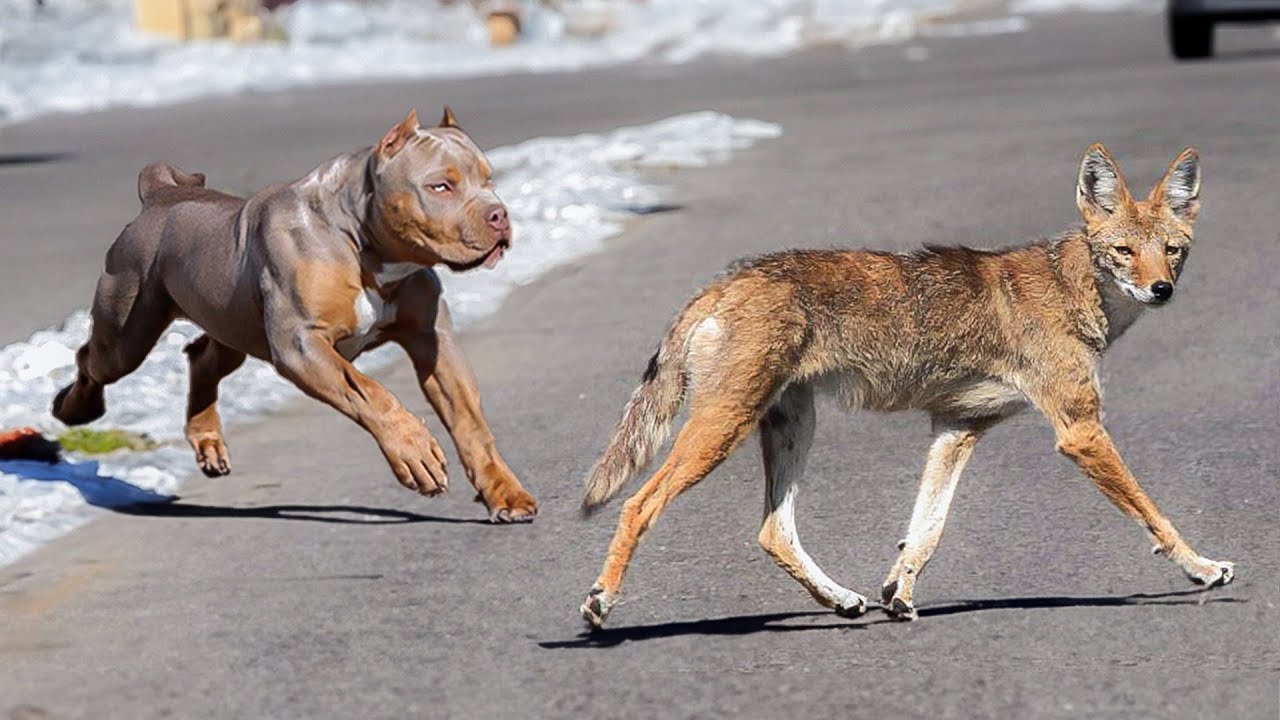 10 Dog Breeds With Predatory Instincts YouTube