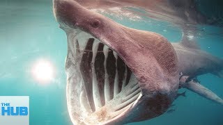 The Most RARE Shark Species Hidden in The Ocean by TheHUB 33,799 views 5 years ago 3 minutes, 14 seconds