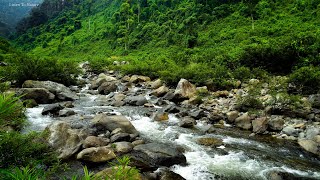 Babbling stream in the majestic forest. birds chirping. Relieve stress and soothe the soul. ASMR