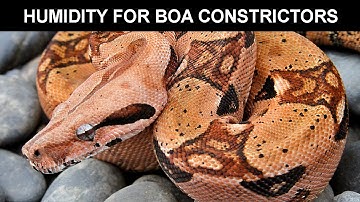 Maintaining Ideal Humidity for Your Boa Constrictor