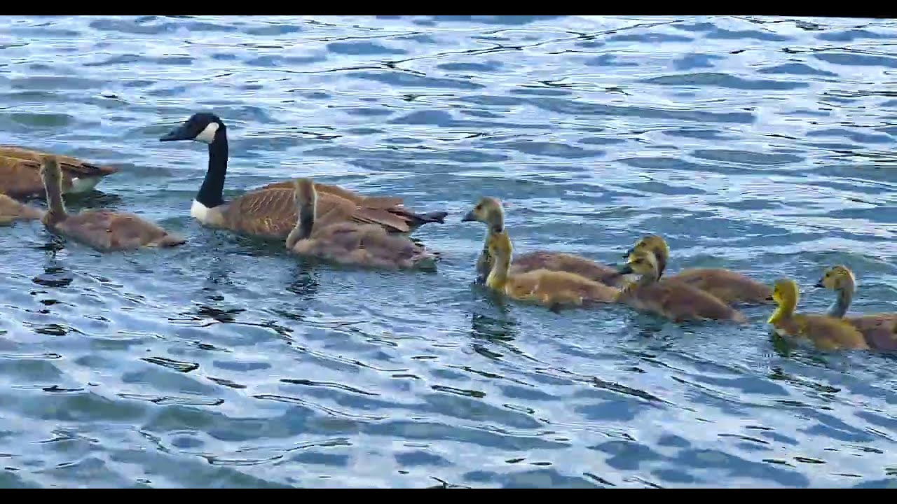 #Goslings