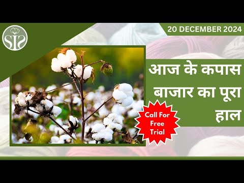 भारतीय कपास बाजार की ताजा अपडेट || Cotton market update || Aaj ka kapas bazar update #kapas #cotton