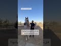 تزاوج الخيول مثل الحمير تماماً