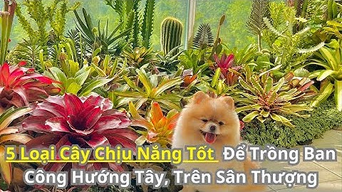 5 Loại Cây Chịu Nắng, Chịu Hạn Tốt Trồng Ban Công Hướng Tây, Ban Công Nhiều Nắng, Trên Sân Thượng P2