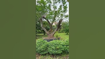 Mảnh Đất Vườn Này Làm Nhà Vườn Nghỉ Dưỡng Thì Hết Chỗ Chê ,Châu Đức -Bà Rịa Vũng Tàu#shorts