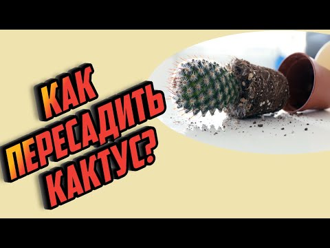 Кактус пересадка в домашних условиях