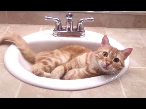 funny-cats---a-funny-cat-videos-compilation-2016-||-new-hd