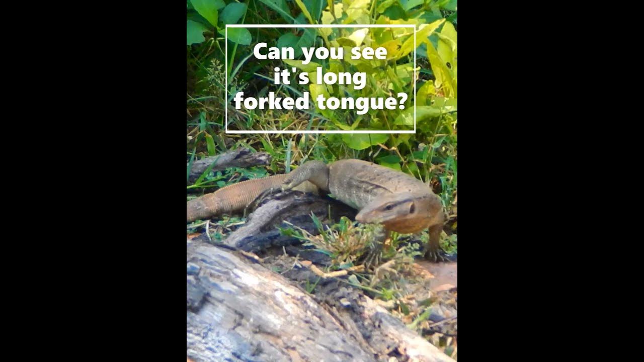 Monitor Lizard showing its long forked tongue - YouTube