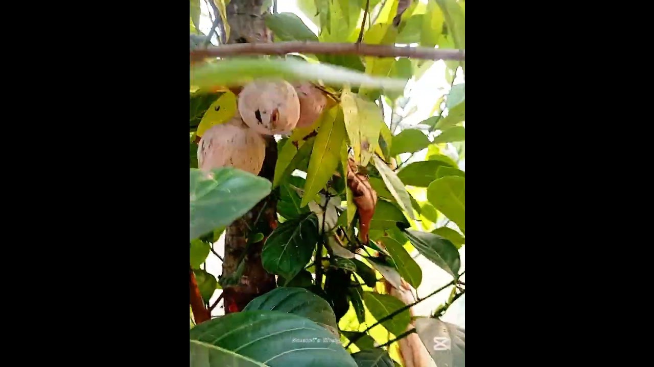 আল্লাহ আমার অনেক বড় স্বপ্ন পূরণ করেছেন আল্লাহর দরবারে লাখো কোটি শুকরিয়া 🤲