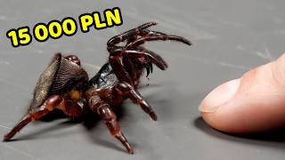 Chiński Pająk Oreo - Fakty I Mity