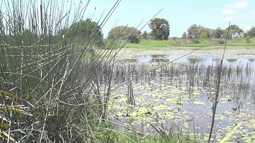 Constructed Wetland Blacks Beach, Mackay
