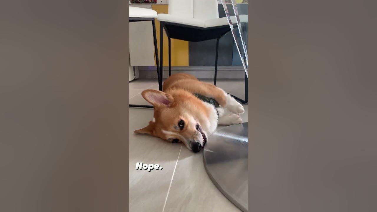 always hungry 🤤 YouTube