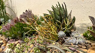 صيانة  العصاريات وإكثار غير مقصود  succulents tips ( maintenance and propagation)