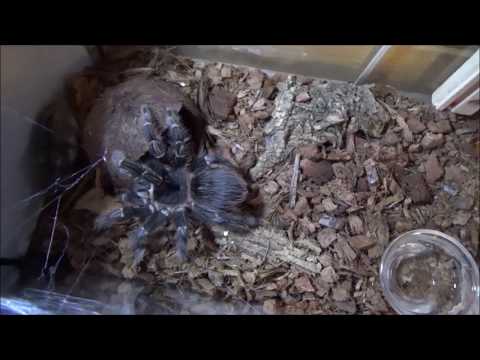 Video: Kako Prepoznati Otrovnog Pauka