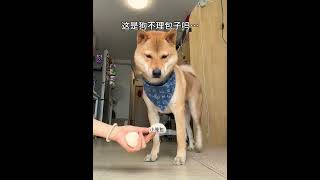 你吃枣饭了吗 人,照顾好自己 #宠物 #狗狗 #宠物 #萌宠 #搞笑 #治愈 #可爱 #狗狗日常 #小狗