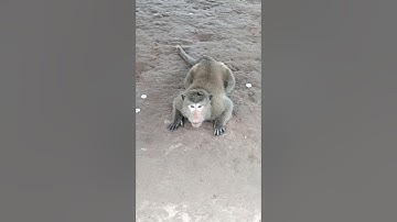 Đảo khỉ cù lao dung sóc trăng