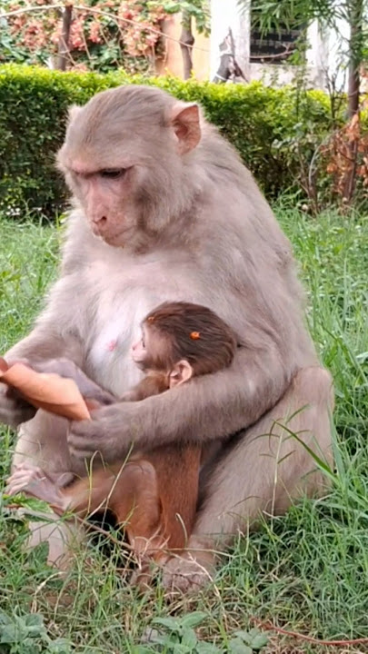 desi indian breed monkey #monkey #bandar #monkeyvideo