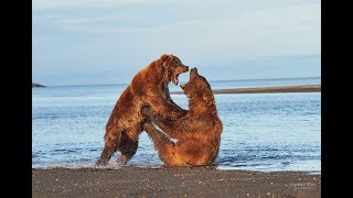 A Big Bear Fight at Hallo Bay | Hungry Brown Bears Fighting over Salmon