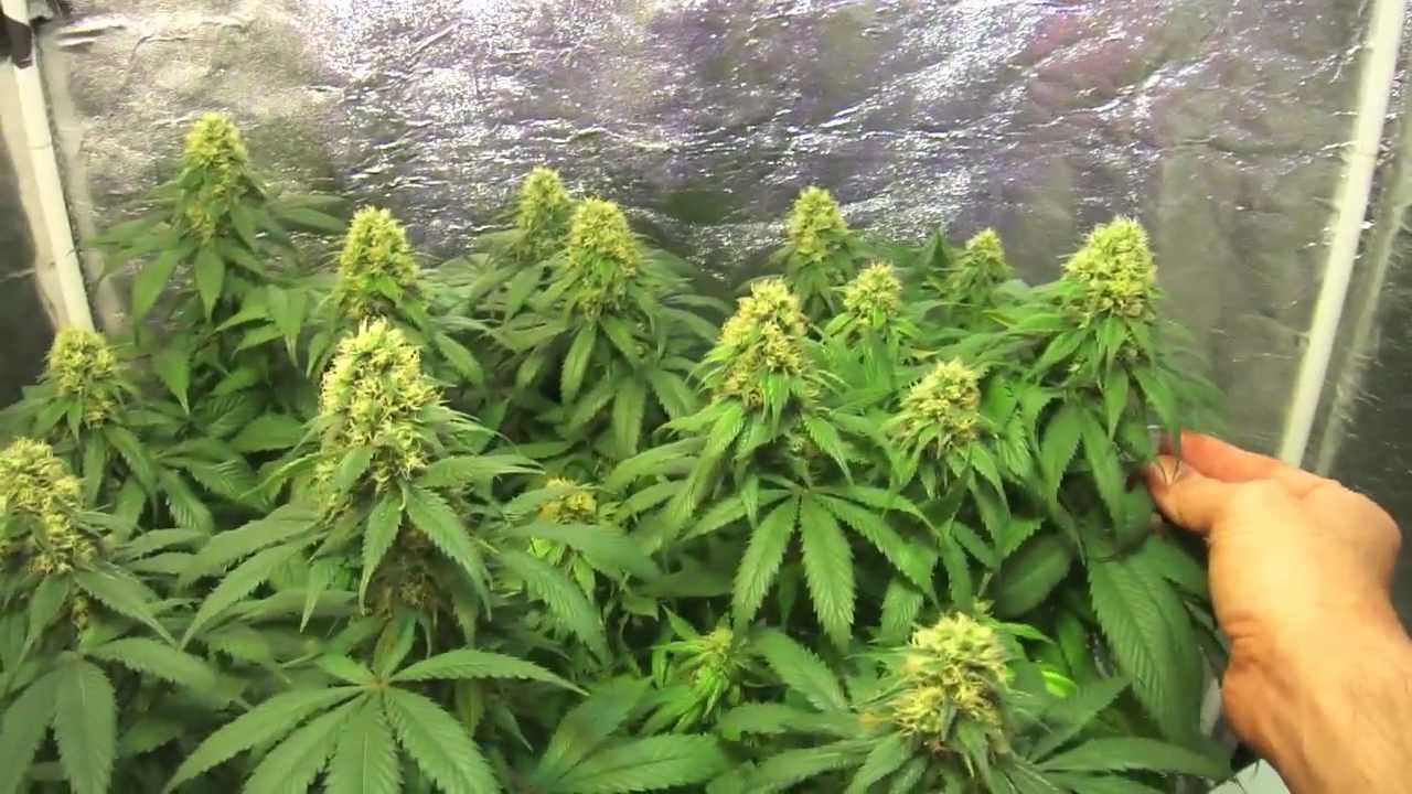 Pro-Grow 260X LED grow light - California Hash Plant - pt. 3