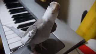Pájaro se hace famoso al cantar al ritmo del piano