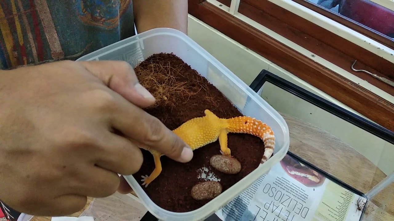 Leopard Gecko Bertelur dan Cara Menetaskannya 