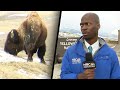 Reporter Bolts Because Bison Starts Staring at Him