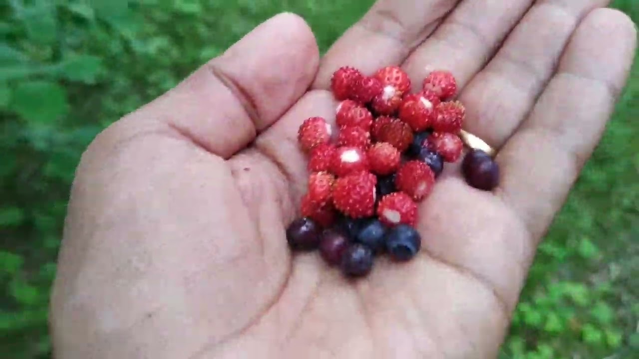 Free Wild Berries in Tallinn City Forest