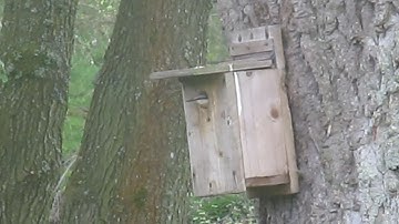 North Tyne Nuthatch 1 (Taken 30 May 2023)