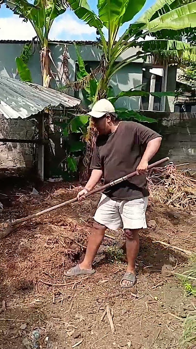 bersihkan kandang sapi dulu ya #music #dangdutlawas #puny
