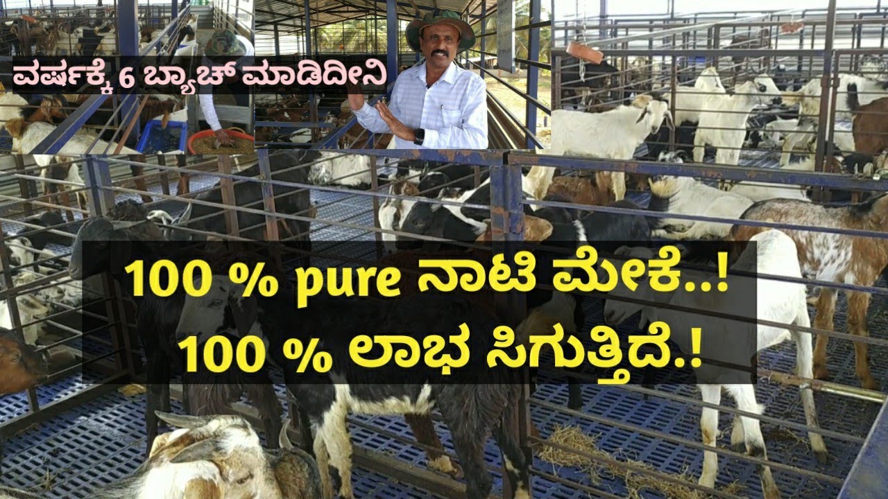 ನನ್ನ ರೀತಿ ಪ್ಯೂರ್ ನಾಟಿ ಮೇಕೆ ಸಾಕಿದರೆ ಆದಾಯ ಗ್ಯಾರಂಟಿ.! ವರ್ಷಕ್ಕೆ 6 ಬ್ಯಾಚ್  ಮಾಡಿದೀನಿ.!