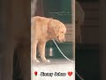 Jimmy Doglover Yt Video Goldenretriever Youtube Subscribers Dog Dogs Live Viral