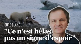 Un ours blanc chasse un renne : la vidéo décryptée par un expert