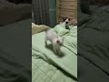 Mekong bobtail kittens の動画、YouTube動画。