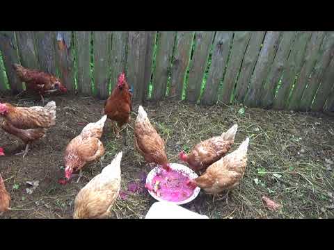 Chickens and roosters