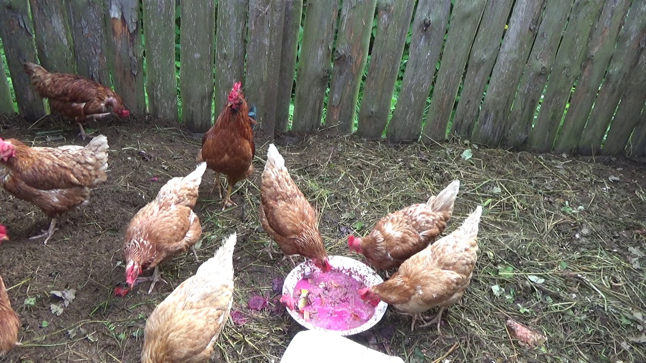 chickens and roosters relaxing sounds of chickens roosters