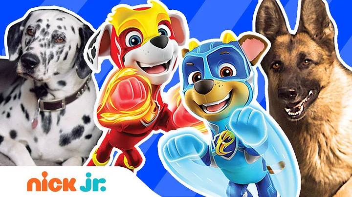 Mighty Pups Meet Real Dog Heroes 🐶 w/ Chase, Marshall & More! | PAW Patrol | Nick Jr.