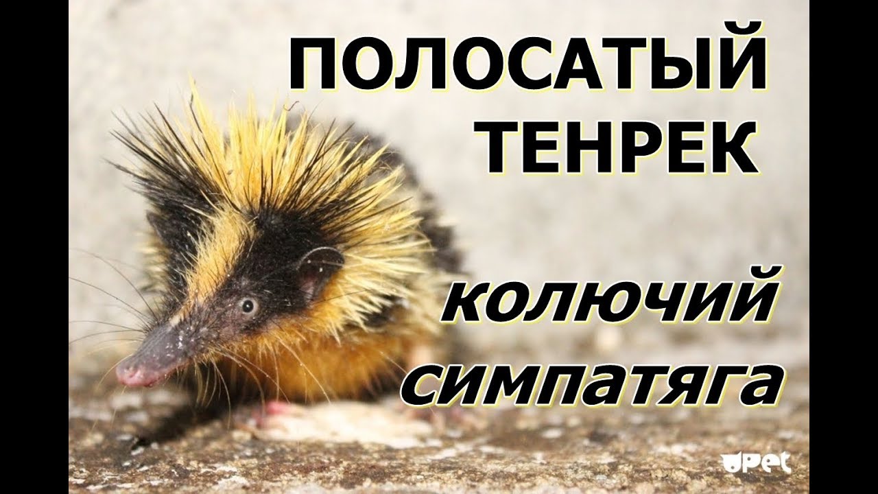 ПОЛОСАТЫЙ ТЕНРЕК - Колючий симпатяга